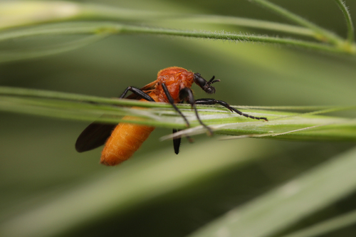 Australian garden maggot photo 2