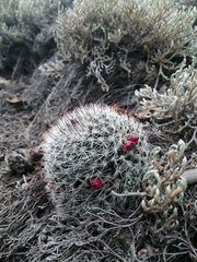 Mammillaria gilensis