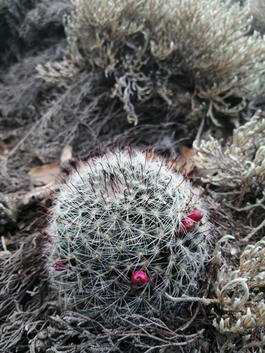 Mammillaria gilensis