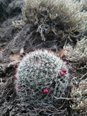 Mammillaria gilensis