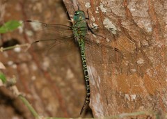 Coryphaeschna viriditas