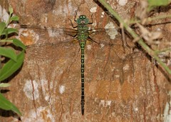 Coryphaeschna viriditas