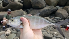 Caranx caballus
