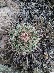 Coryphantha clavata stipitata