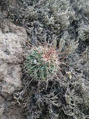 Coryphantha clavata stipitata