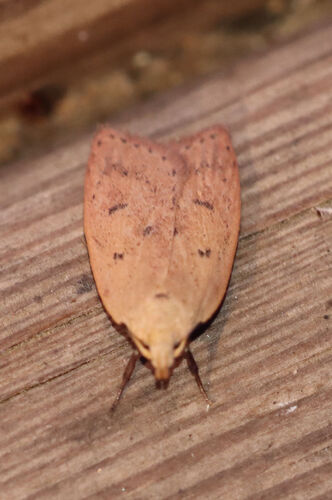 Gold-striped Leaftier Moth photo 4
