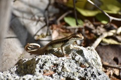 Leiocephalus macropus