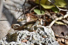 Leiocephalus macropus