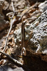 Leiocephalus macropus