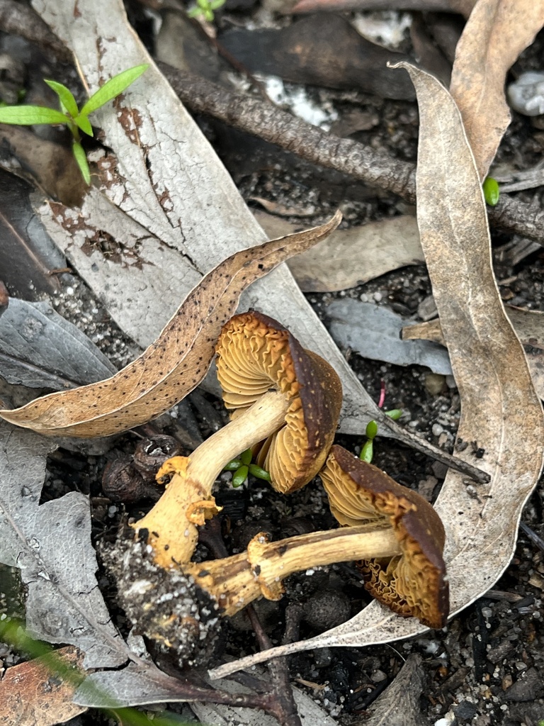 Descolea recedens · October 2025 · photo: © oqt (iNaturalist, cc-by)