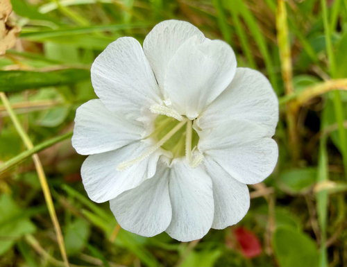 Sea Campion (Silene uniflora)