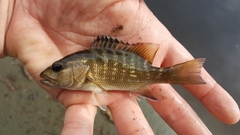 Lutjanus novemfasciatus