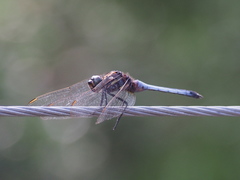 Orthetrum glaucum