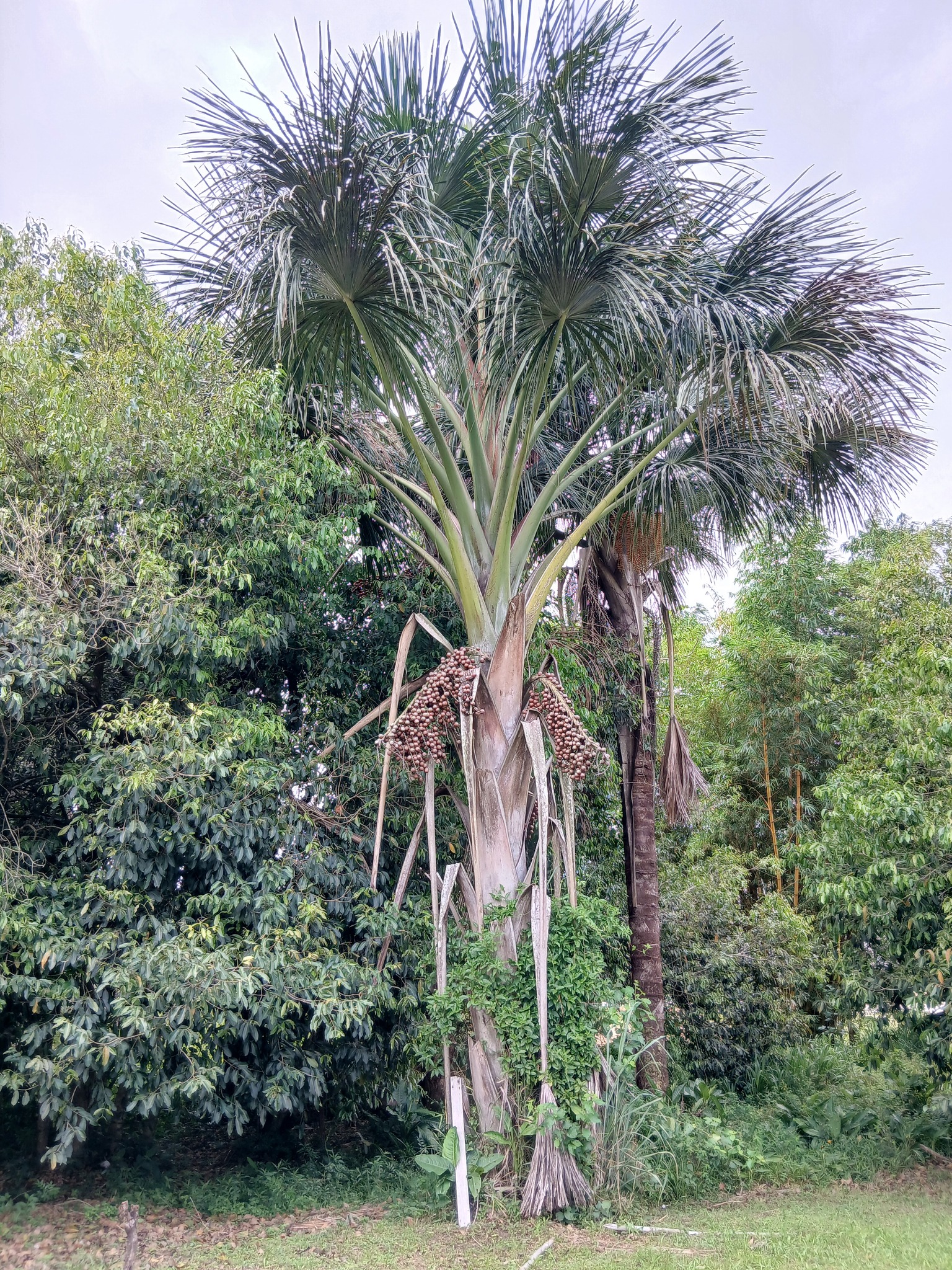 Mauritia flexuosa