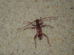 Coptocercus biguttatus