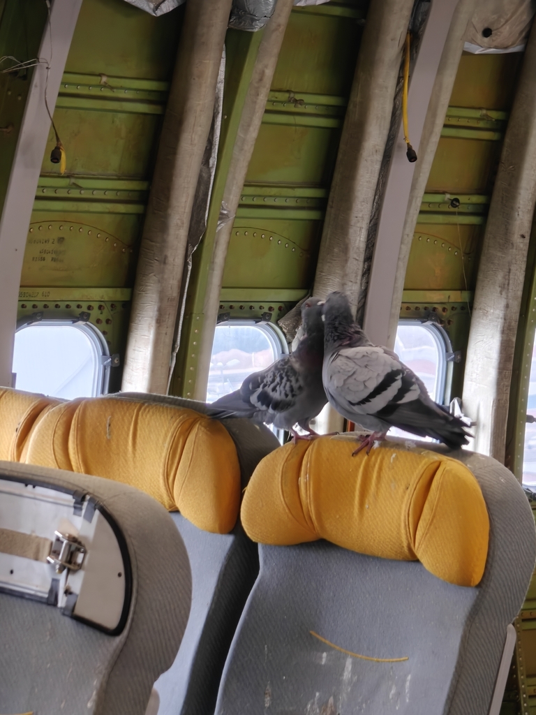 Pigeon biset