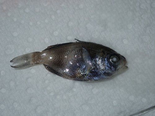 Coastal cubehead (Cubiceps whiteleggii) — Nomeidae — 5