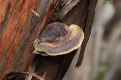 Phellinus arctostaphyli