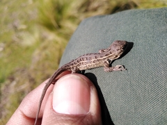 Sceloporus subniger