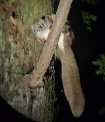 Japanese Giant Flying Squirrel photo 4