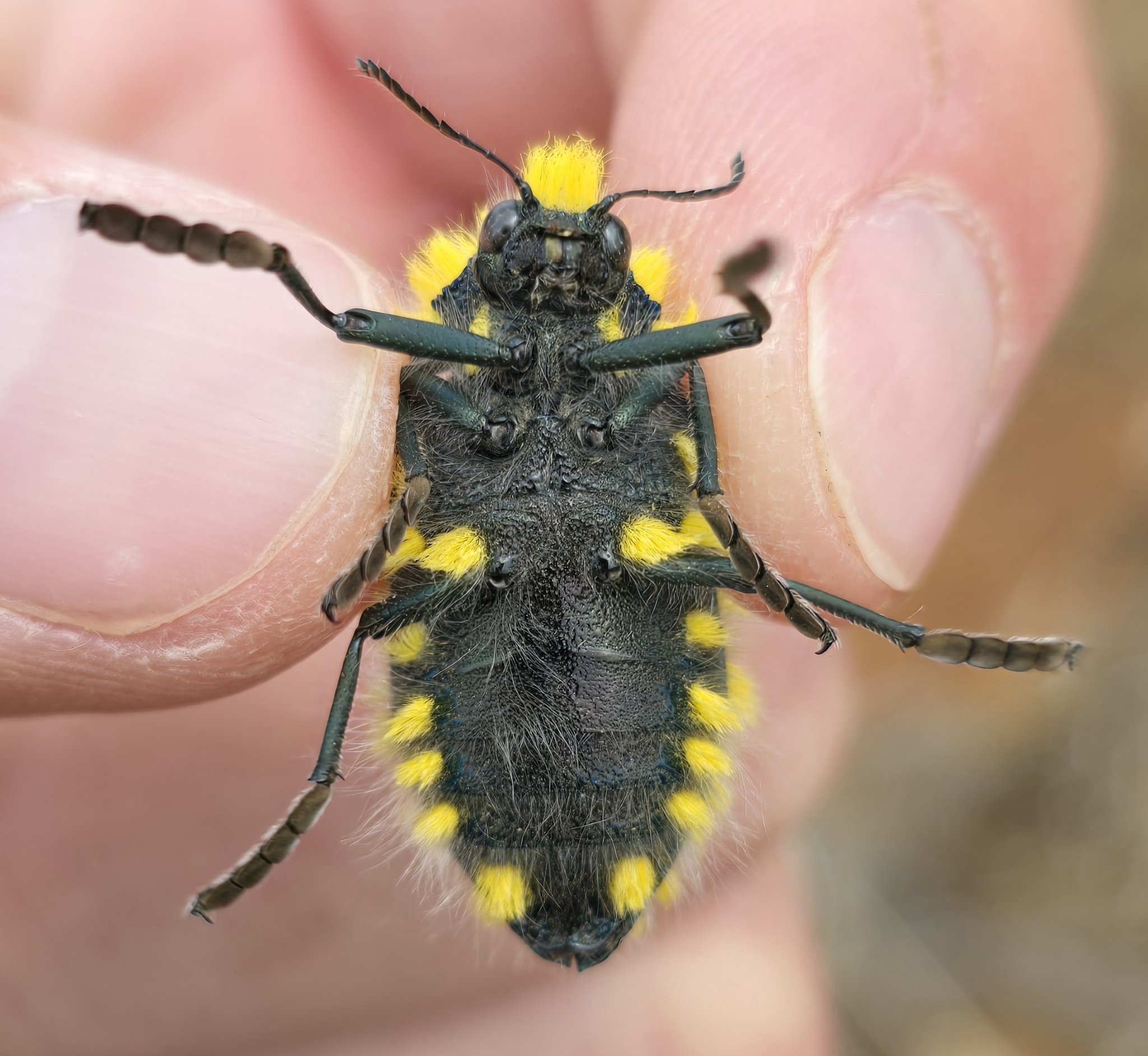 Julodis viridipes