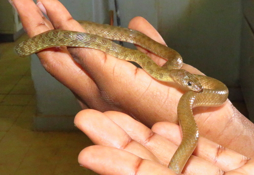 Flowered Whip Snake