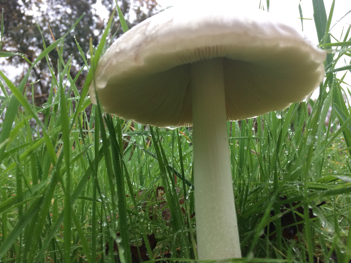 Volvariella gloiocephala image