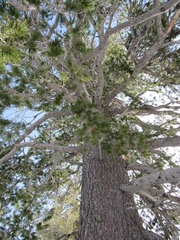 Pinus monticola