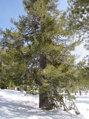 Pinus monticola
