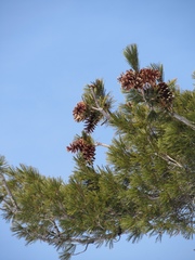 Pinus monticola