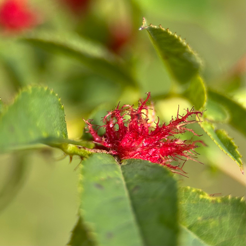 Gemeine Rosengallwespe