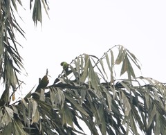 Loriculus beryllinus