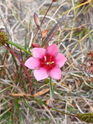 Tritonia squalida, photograph 5
