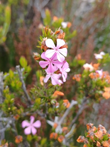 Lime Porcelainflower (Acmadenia obtusata)