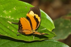 Consul fabius diffusus