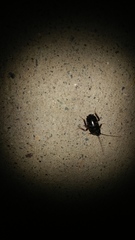 Blatta orientalis