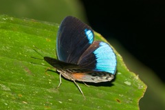 Eunica sophonisba