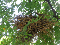 Phacellodomus sibilatrix