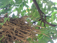 Phacellodomus sibilatrix