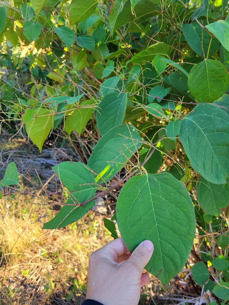 Reynoutria japonica