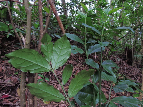 Euonymus centidens, photograph 4