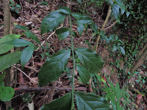 Euonymus centidens, photograph 3