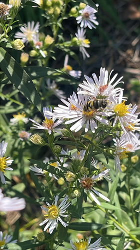 Unknown species found near Stony Creek Rd, Branford, CT, US