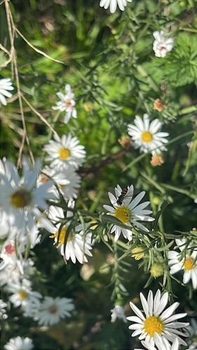 Unknown species found near Stony Creek Rd, Branford, CT, US