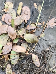 Potamogeton tricarinatus