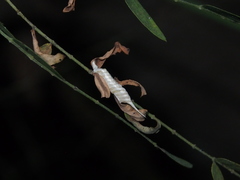 Tropidomantis gressitti