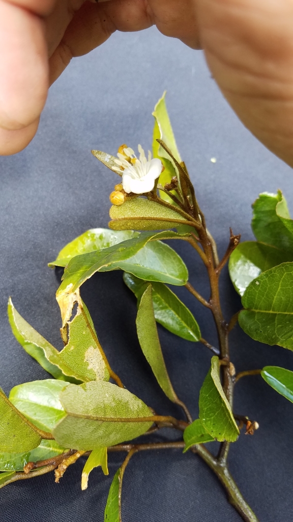 Capparis pringlei