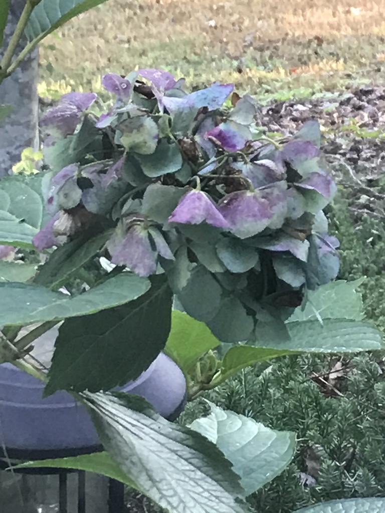 Hydrangea