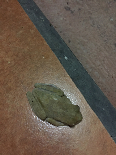 Smilisca sordida