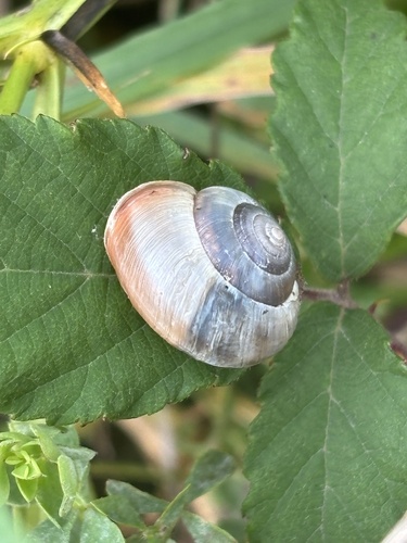Monacha cantiana